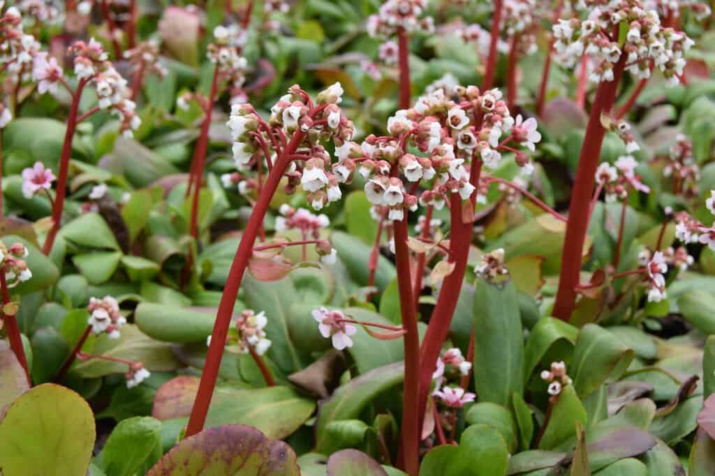 Bergenia 'Silberlicht' ---